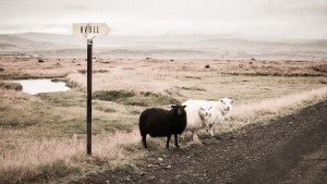 Group of sheep