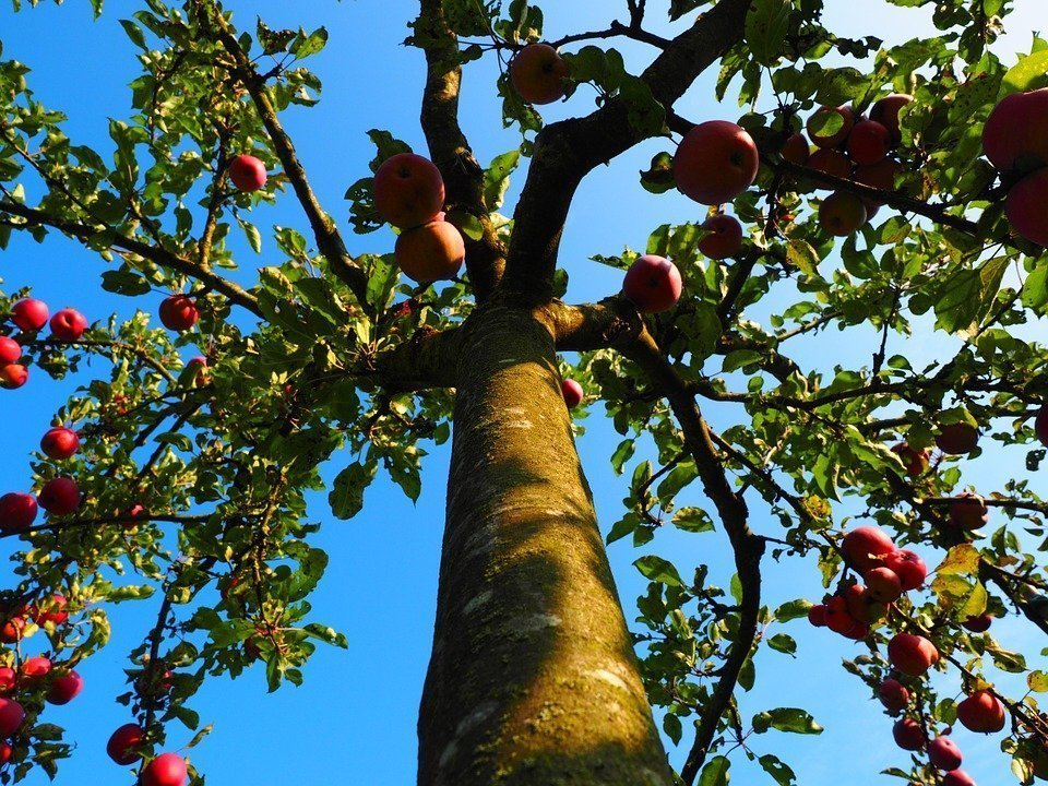 apple-tree