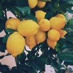 lemons-for-lemonade-stand