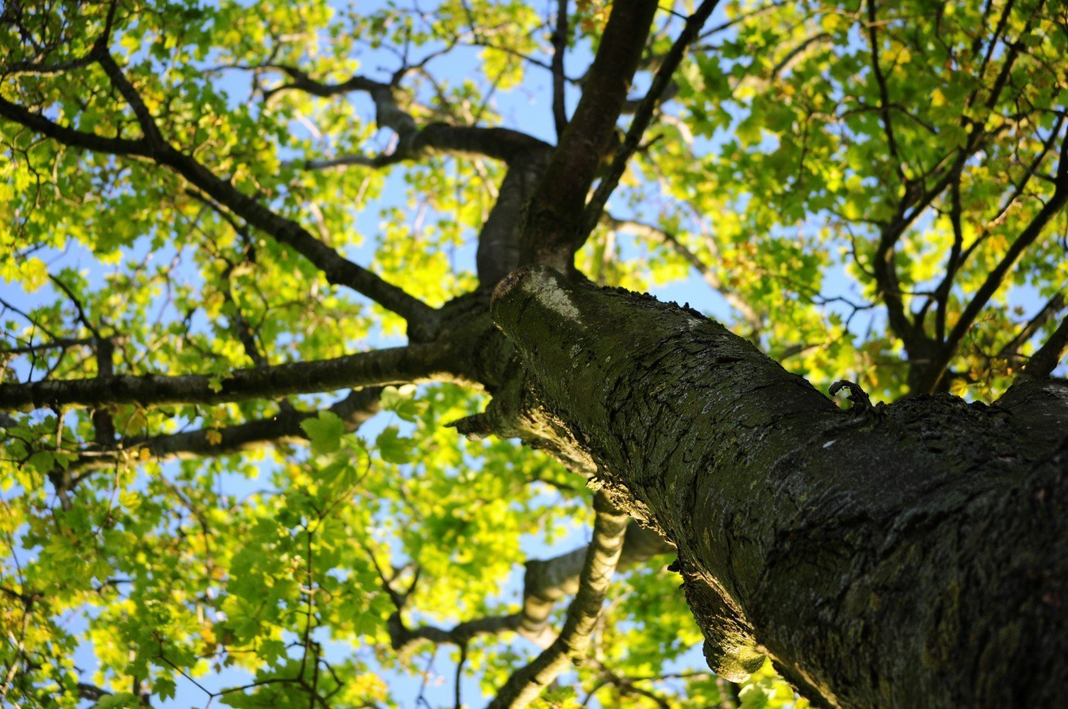 climbing-tree.jpg