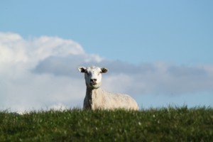 Lost Sheep Game